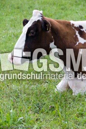 Hausrind (111 von 174).jpg